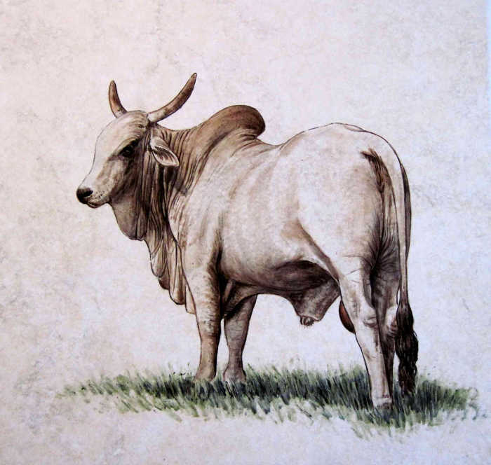 Zebu Bull, proud and majestic Brahman breed bull and a very gentle giant. Hand painted tile art portrait by Julia Sweda.